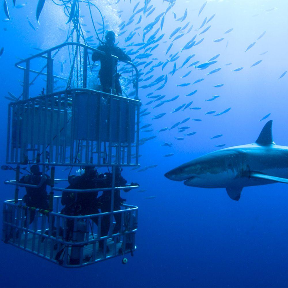 Adrenaline Junkie: