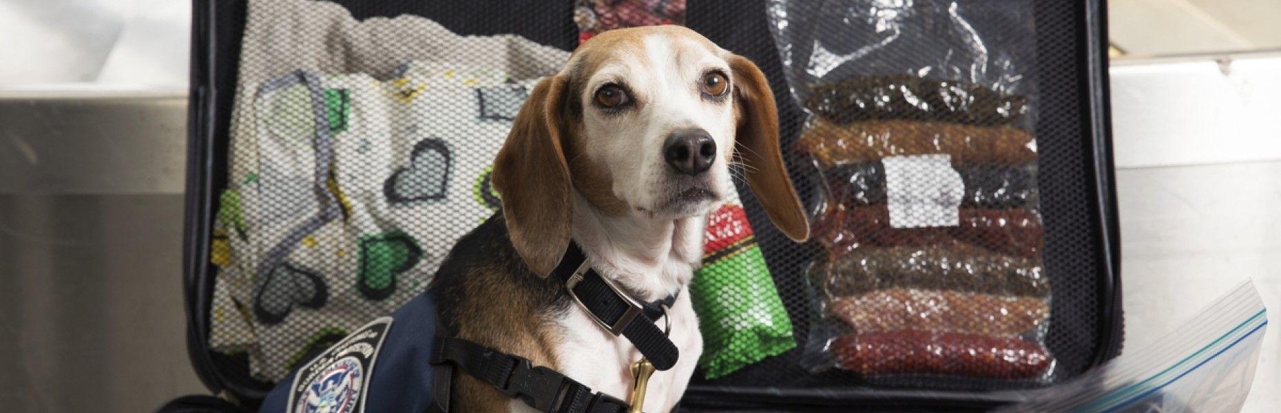 Travelling with dogs