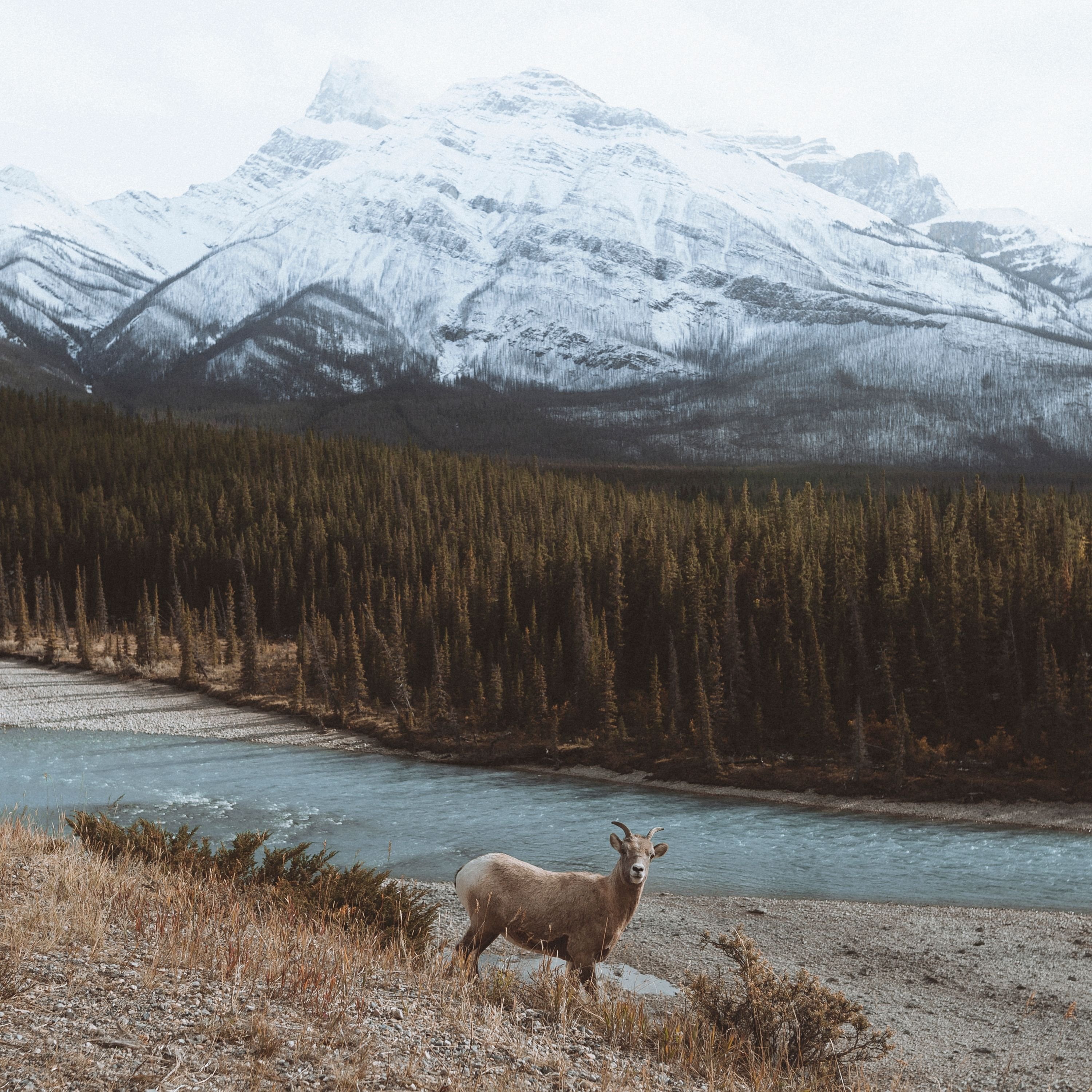 Simplistic Traveller: