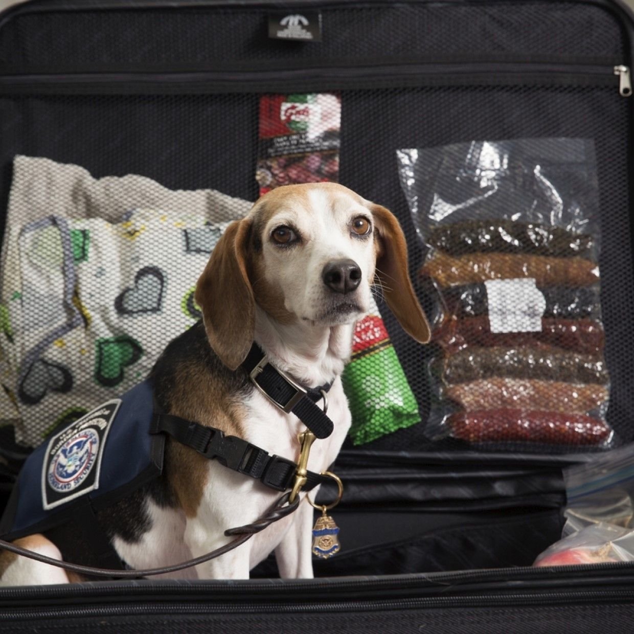 Travelling with dogs