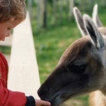 Child feeding an animal by hand