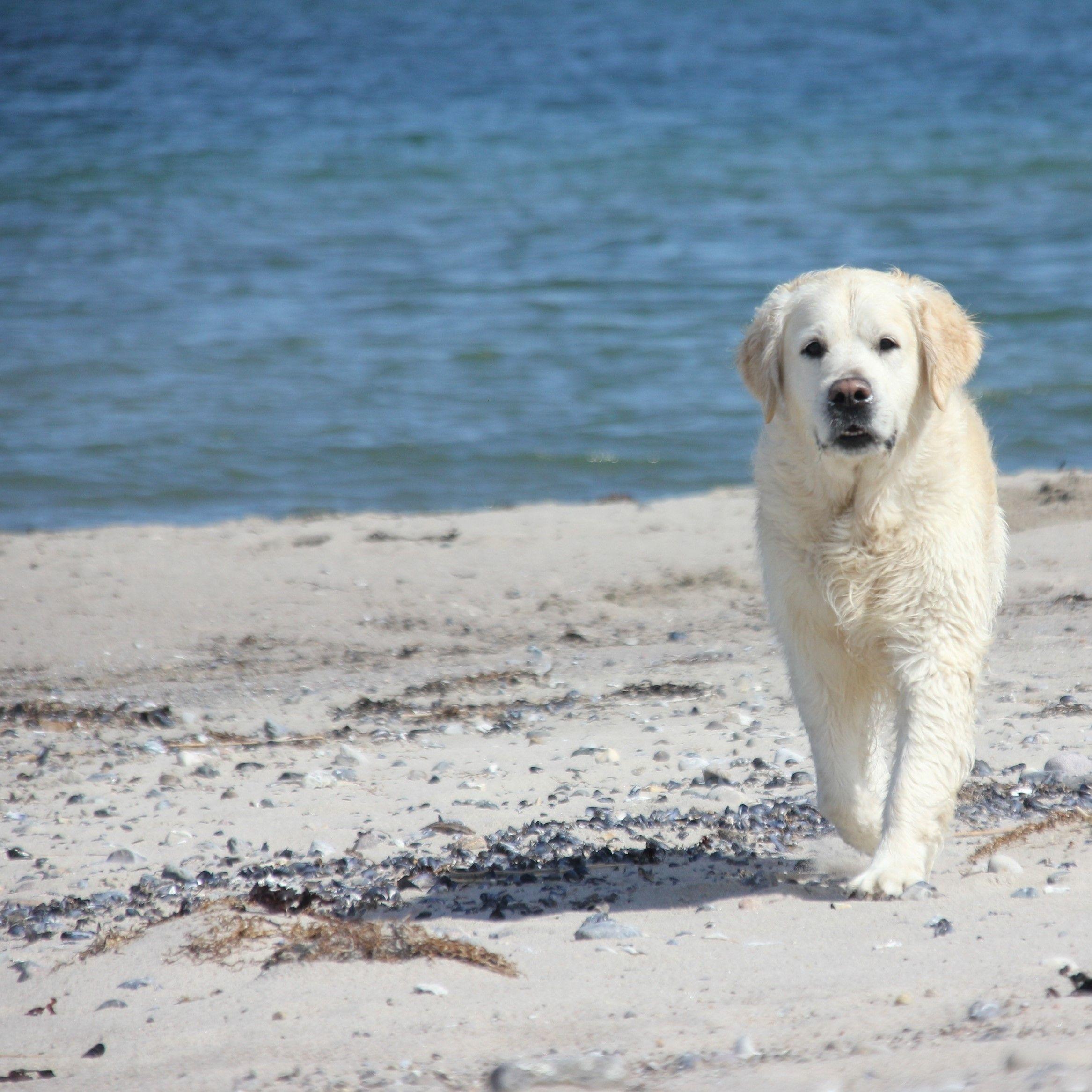 dog on beach