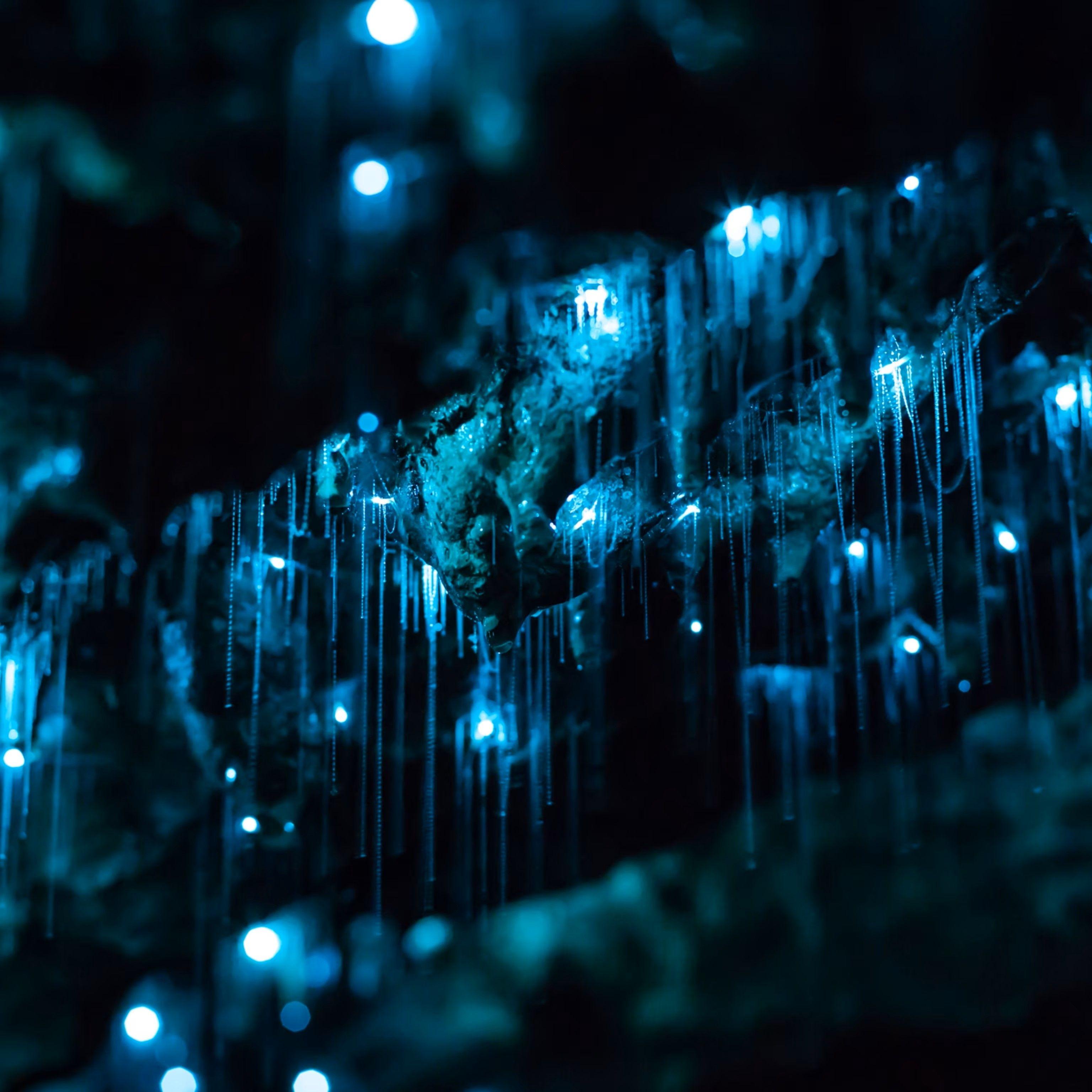 glow worms