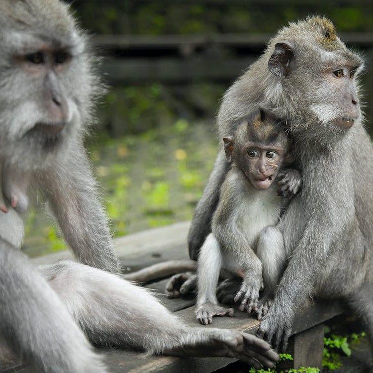 Monkeys