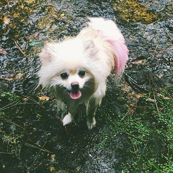 Dog on a muddy forest path