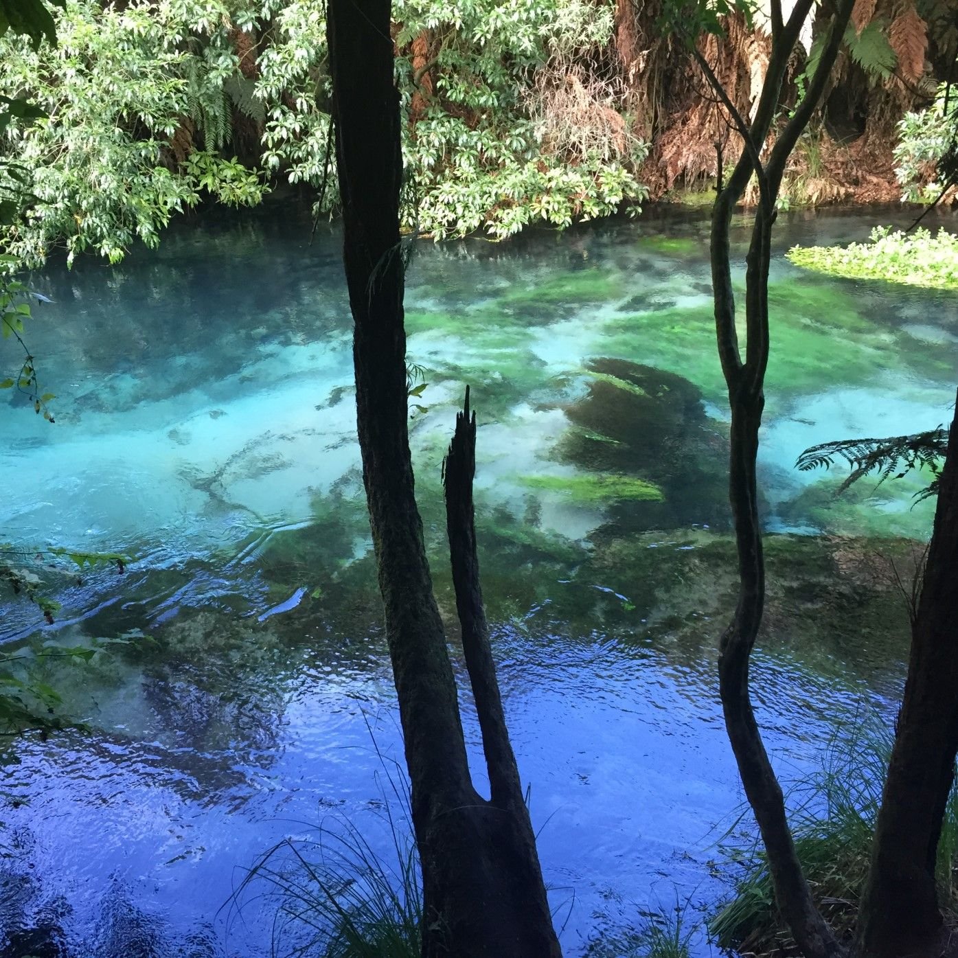 Blue spring - Te Waihou walkway