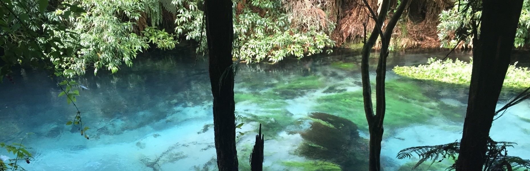Blue spring - Te Waihou walkway