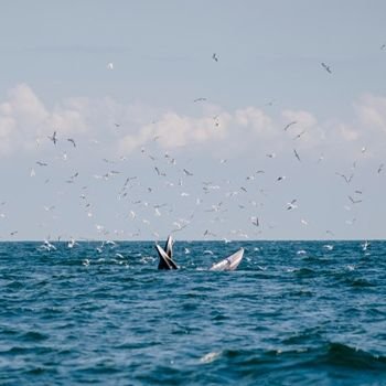 Whale in the ocean surrounded by birds above