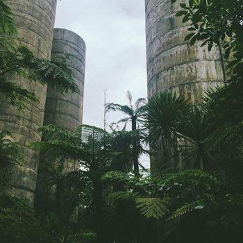 Trees growing up a concrete building
