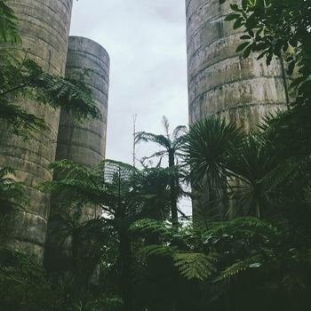 Trees growing up a concrete building