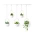 Umbra Triflora Hanging Planter (Set of 5) White/Brass